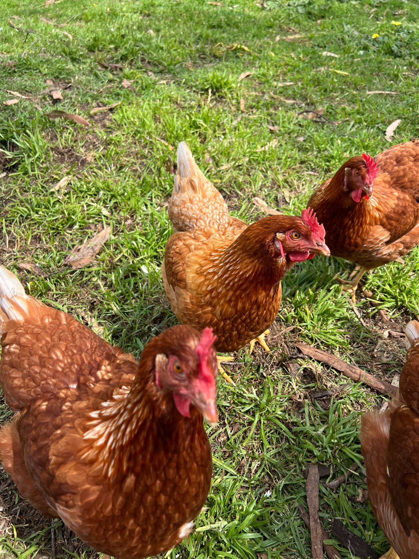 Day Old Sexed Chick - Isa Brown (TAS LOCAL ONLY)