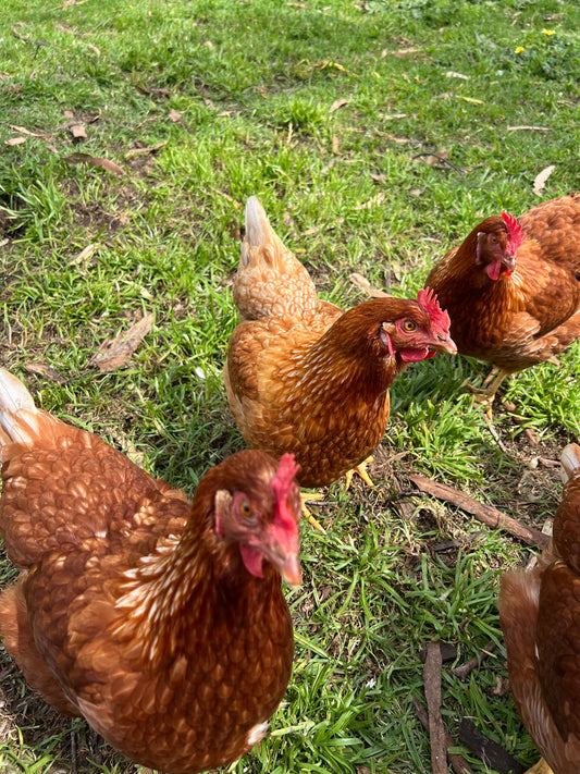 Day Old Sexed Chick - Isa Brown (TAS LOCAL ONLY)