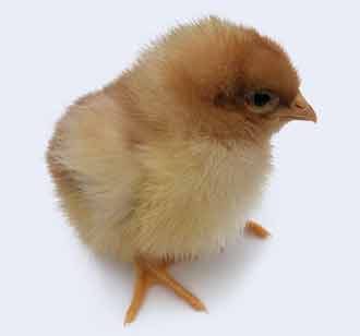 Day Old Sexed Chick - Isa Brown (TAS LOCAL ONLY)